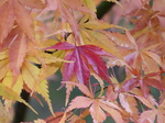 FZ009457 Single red leaf among yellow leafs.jpg